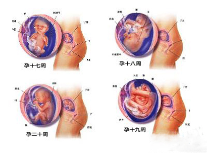 5个月胎儿发育情况