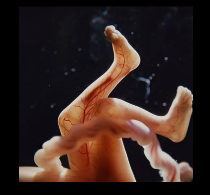 图文讲解胎儿在妈妈肚子里的生长过程!